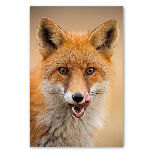 Postereck 3483 poster leinwand - 3483,