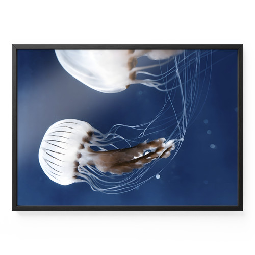 Bild gerahmt quallen wasser - bild,